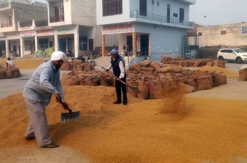  धान 1121 बनी किसानों के लिए पीला सोना