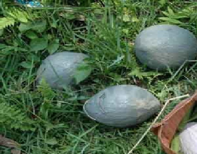  दिनहाटा में तालाब से बम बरामद
