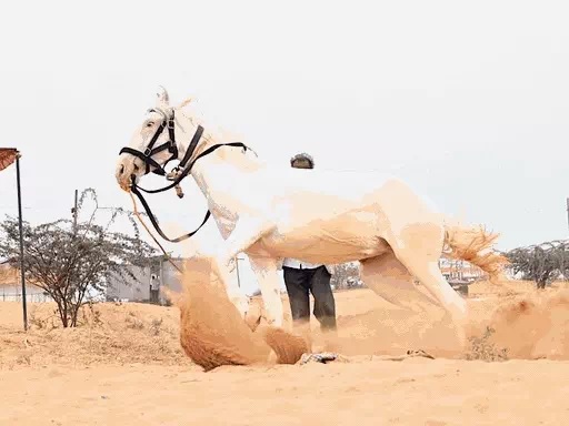  धोरों पर ऊंट व घोड़ों की बहार, बॉलीवुड नाइट में 26 को अमित मिश्रा बहाएंगे सुरों की सरिता