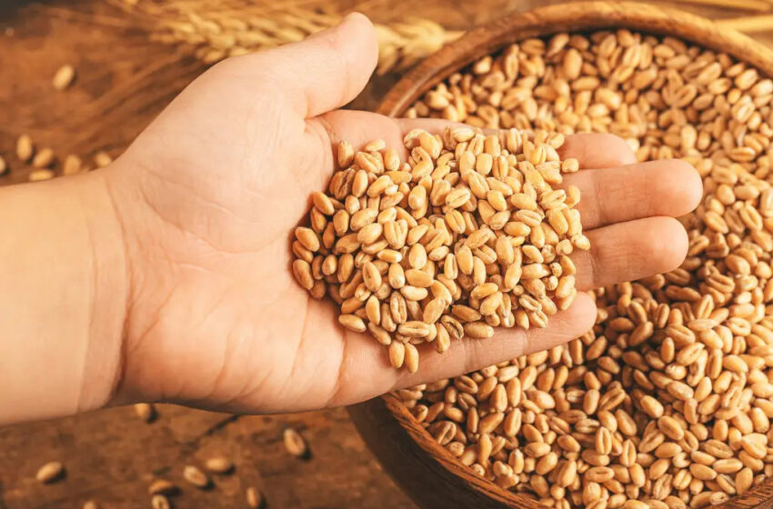  समर्थन मूल्य पर राजफेड ने खरीदा 22,900 टन गेहूं