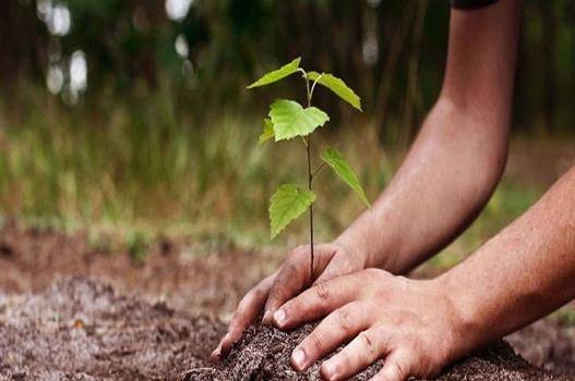  वन विभाग इस बार मुरादाबाद जिले में लगाएगा 1.75 लाख पौधे