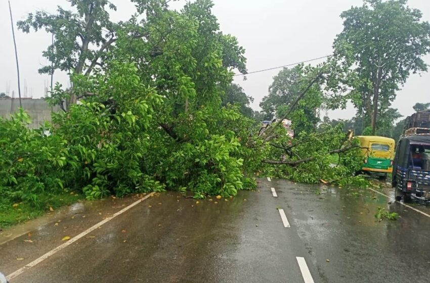  भद्रेश्वर नहर के पास सड़क पर पेड़ गिरने से आवागमन प्रभावित