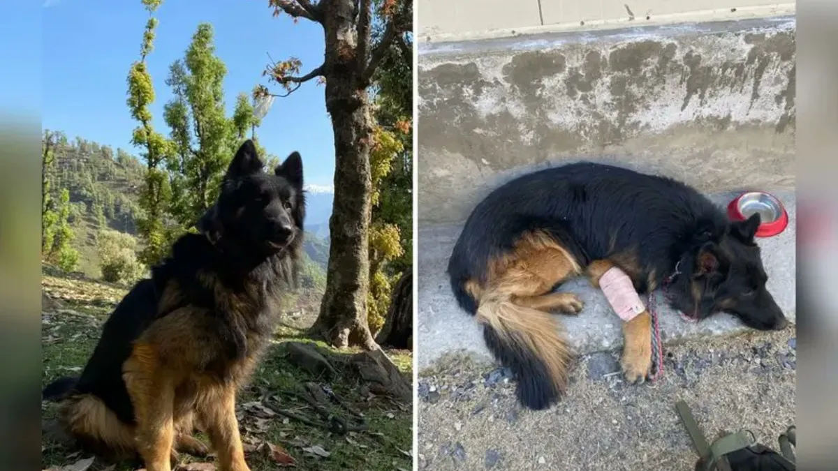 किश्तवाड़ मुठभेड़: जैश के तीन आतंकी ढेर, गोली खाने के बावजूद नहीं हटा स्निफर डॉग टायसन; सेना ने सराहा ‘सच्चे सिपाही’ की वीरता