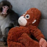 जापान के वायरल बंदर ‘पंच’ ने दिल जीत लिए: मां ने छोड़ा, अब ओरंगुटान का सॉफ्ट टॉय बना ‘मां’, चिड़ियाघर में उमड़ी भीड़!