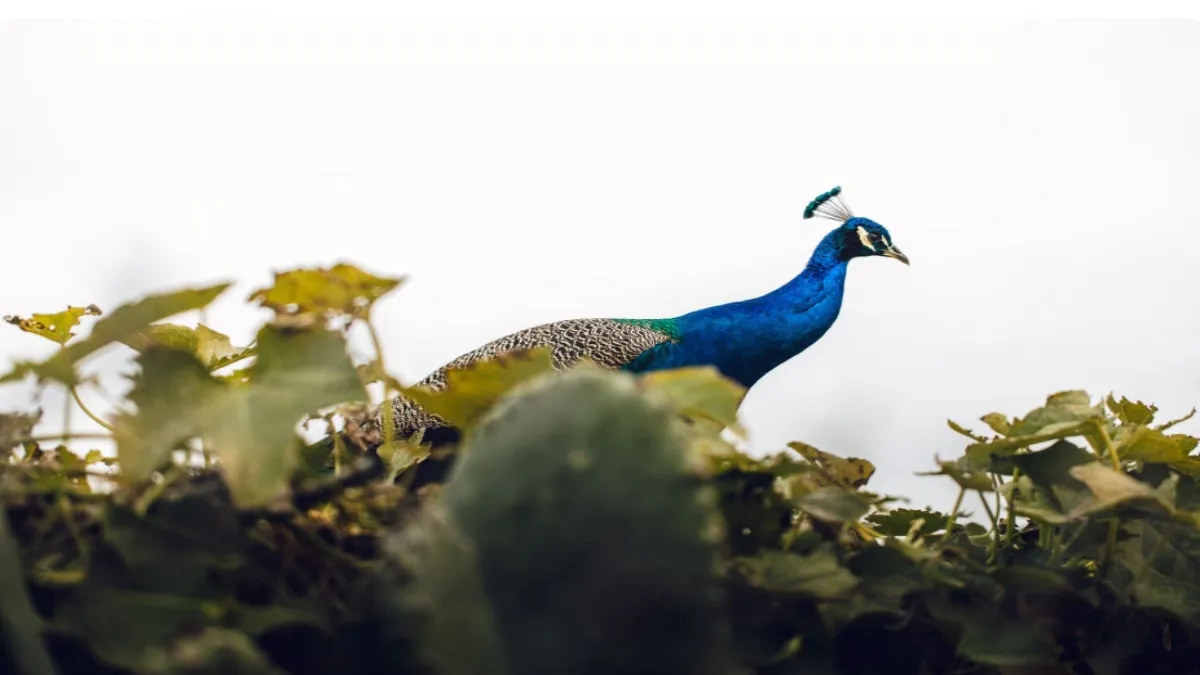 गाजियाबाद में 10 मोरों की रहस्यमयी मौत: जहरीले कीटनाशक या दूषित पानी? पोस्टमॉर्टम और जांच जारी