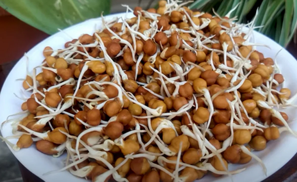 अंकुरित चना: सेहत और वजन घटाने के लिए बेहतरीन प्रोटीन स्रोत