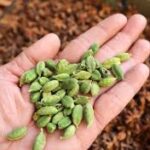 सुबह खाली पेट हरी इलायची खाने के फायदे: पाचन से लेकर दिल तक को मिलते हैं कई लाभ