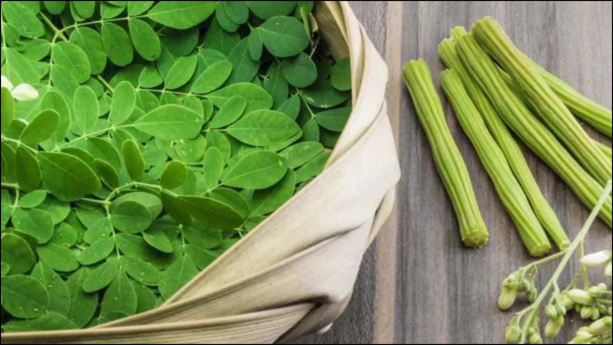Moringa oleifera में विटामिन B12 होता है या नहीं? जानें सहजन के पोषक तत्व और सेहत से जुड़े फायदे
