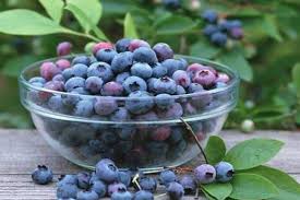 गर्मी में फालसा के फायदे: लू से बचाव से लेकर पाचन और हड्डियों तक के लिए फायदेमंद