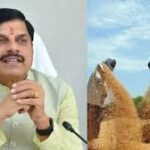 मध्य प्रदेश के किसानों को बड़ा तोहफा, गेहूं खरीद कोटा 78 से बढ़ाकर 100 लाख मीट्रिक टन
