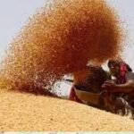 मध्यप्रदेश ने गेहूं खरीदी में बनाया नया रिकॉर्ड, 104 लाख मीट्रिक टन से ज्यादा उपार्जन; 13 लाख किसानों को फायदा