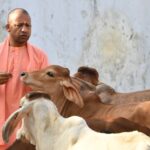 गाय को राष्ट्रीय पशु बनाने की मांग पर गरमाई बहस, योगी आदित्यनाथ बोले- ‘गौ माता को किसी घोषणा की जरूरत नहीं’