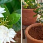 नर्सरी से लाते ही क्यों सूख जाता है मोगरे का पौधा? जानें एक्सपर्ट के 5 आसान गार्डनिंग टिप्स
