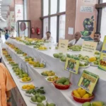 लखनऊ में आम महोत्सव का आगाज, 800 से ज्यादा किस्में प्रदर्शित; सीएम योगी ने किया उद्घाटन